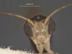 Neoneurus diabolicus by the Smithsonian. Used under a CC0 license.