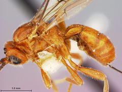 Opius alloeus by the Smithsonian. Used under a CC0 license.