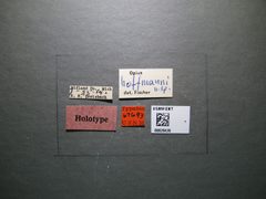 Opius hoffmanni by the Smithsonian. Used under a CC0 license.