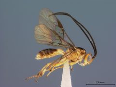 Opius mombinpraeoptantis by the Smithsonian. Used under a CC0 license.