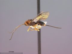 Opius oophilus by the Smithsonian. Used under a CC0 license.