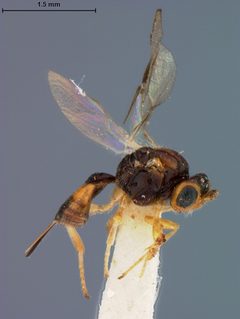 Opius tabellariae by the Smithsonian. Used under a CC0 license.