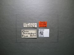 Opius triidadensis by the Smithsonian. Used under a CC0 license.