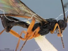 Orgilus agresitis by the Smithsonian. Used under a CC0 license.