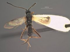 Orgilus cristatus by the Smithsonian. Used under a CC0 license.