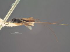 Orgilus fisheri by the Smithsonian. Used under a CC0 license.