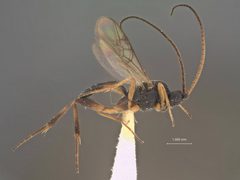 Orgilus fulgens by the Smithsonian. Used under a CC0 license.