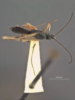 Orgilus lissus by the Smithsonian. Used under a CC0 license.
