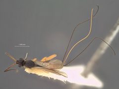 Orgilus macrurus by the Smithsonian. Used under a CC0 license.