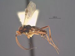 Orgilus medicaginis by the Smithsonian. Used under a CC0 license.