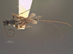 Orgilus strigosus by the Smithsonian. Used under a CC0 license.