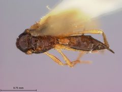 Orthostigma dyari by the Smithsonian. Used under a CC0 license.