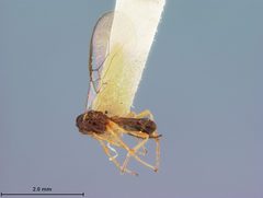 Orthostigma dyari by the Smithsonian. Used under a CC0 license.