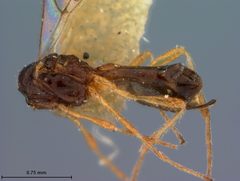 Orthostigma dyari by the Smithsonian. Used under a CC0 license.