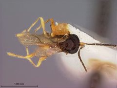 Orthostigma monotonum by the Smithsonian. Used under a CC0 license.