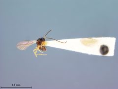 Orthostigma monotonum by the Smithsonian. Used under a CC0 license.