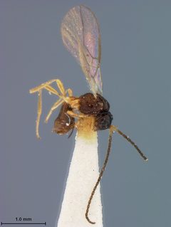 Orthostigma monotonum by the Smithsonian. Used under a CC0 license.