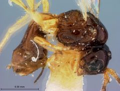 Orthostigma monotonum by the Smithsonian. Used under a CC0 license.