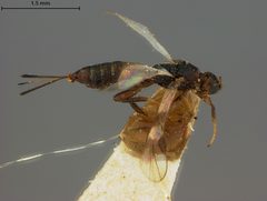 Pambolus bifasciatus by the Smithsonian. Used under a CC0 license.