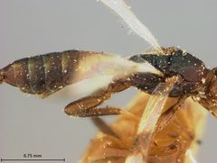 Pambolus bifasciatus by the Smithsonian. Used under a CC0 license.