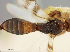 Pambolus bifasciatus by the Smithsonian. Used under a CC0 license.