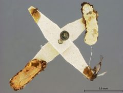 Pambolus bifasciatus by the Smithsonian. Used under a CC0 license.
