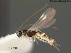 Parahormius markshawi by the Smithsonian. Used under a CC0 license.