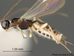 Parahormius markshawi by the Smithsonian. Used under a CC0 license.
