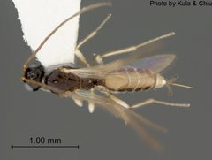 Parahormius markshawi by the Smithsonian. Used under a CC0 license.