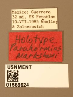 Parahormius markshawi by the Smithsonian. Used under a CC0 license.