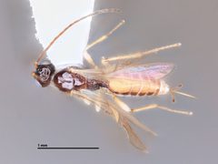 Parahormius markshawi by the Smithsonian. Used under a CC0 license.