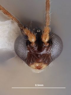 Parahormius markshawi by the Smithsonian. Used under a CC0 license.