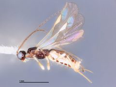 Parahormius markshawi by the Smithsonian. Used under a CC0 license.