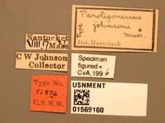 Paroligoneurus johnsoni by the Smithsonian. Used under a CC0 license.