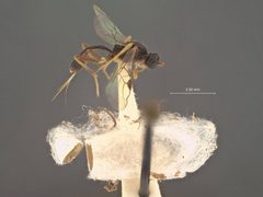 Perilitus eximius by the Smithsonian. Used under a CC0 license.