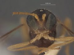 Perilitus eximius by the Smithsonian. Used under a CC0 license.