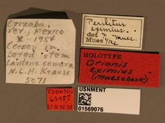 Perilitus eximius by the Smithsonian. Used under a CC0 license.