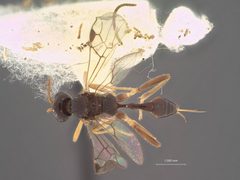 Perilitus eximius by the Smithsonian. Used under a CC0 license.
