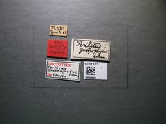 Perilitus gastrophysae by the Smithsonian. Used under a CC0 license.
