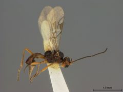Perilitus gastrophysae by the Smithsonian. Used under a CC0 license.