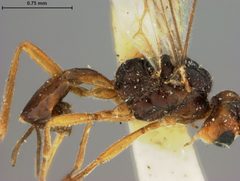 Perilitus gastrophysae by the Smithsonian. Used under a CC0 license.