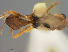 Perilitus gastrophysae by the Smithsonian. Used under a CC0 license.
