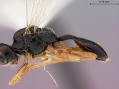Peristenus conradi by the Smithsonian. Used under a CC0 license.