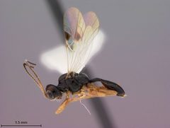 Peristenus conradi by the Smithsonian. Used under a CC0 license.