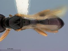 Peristenus conradi by the Smithsonian. Used under a CC0 license.
