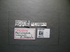 Peristenus conradi by the Smithsonian. Used under a CC0 license.
