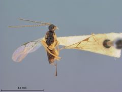 Phaenocarpa californica by the Smithsonian. Used under a CC0 license.