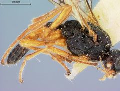 Phaenocarpa curvata by the Smithsonian. Used under a CC0 license.