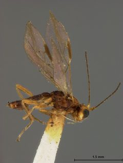 Phaenocarpa formosae by the Smithsonian. Used under a CC0 license.