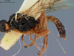 Phaenocarpa indistincta by the Smithsonian. Used under a CC0 license.
